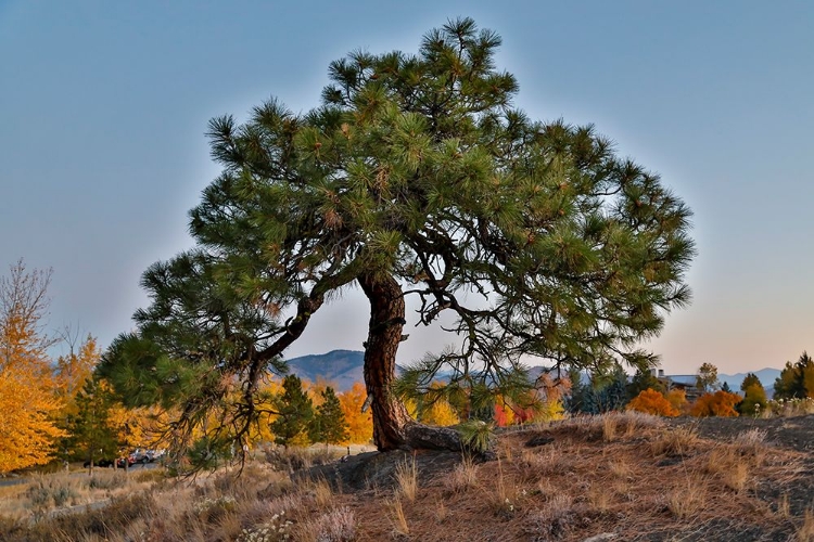 Picture of USA- WASHINGTON STATE- WINTHROP- SUN MOUNTAIN AND LONE PINE TREE