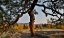 Picture of USA- WASHINGTON STATE- WINTHROP- SUN MOUNTAIN AND LONE PINE TREE