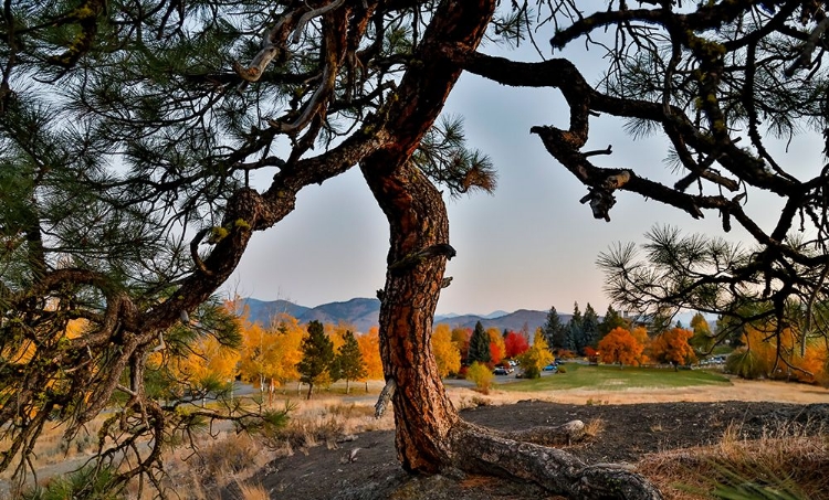 Picture of USA- WASHINGTON STATE- WINTHROP- SUN MOUNTAIN AND LONE PINE TREE