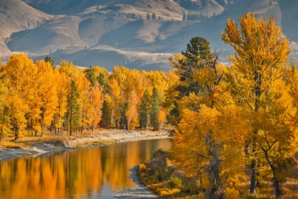 Picture of USA- WASHINGTON STATE- METHOW VALLEY AND RIVER EDGED IN FALL COLORED TREES.