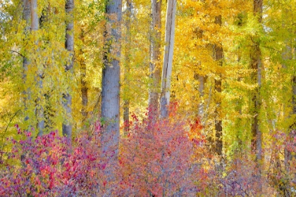 Picture of USA- WASHINGTON STATE. COTTONWOODS AND WILD DOGWOOD TREES IN FALL COLOR NEAR WINTHROP