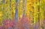 Picture of USA- WASHINGTON STATE. COTTONWOODS AND WILD DOGWOOD TREES IN FALL COLOR NEAR WINTHROP