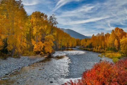 Picture of USA- WASHINGTON STATE- METHOW VALLEY AND RIVER EDGED IN FALL COLORED TREES.
