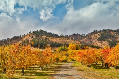 Picture of USA- WASHINGTON STATE. FALL COLORED APPLE ORCHARD NEAR PESHASTIN.