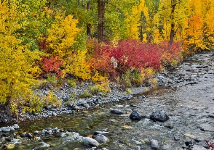 Picture of USA- WASHINGTON STATE. COTTONWOODS AND WILD DOGWOOD ALONG PESHASTIN CREEK- OFF OF HIGHWAY 97