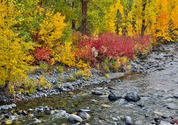 Picture of USA- WASHINGTON STATE. COTTONWOODS AND WILD DOGWOOD ALONG PESHASTIN CREEK- OFF OF HIGHWAY 97