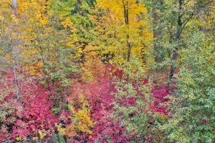 Picture of USA- WASHINGTON STATE. COTTONWOODS AND WILD DOGWOOD ALONG PESHASTIN CREEK- OFF OF HIGHWAY 97