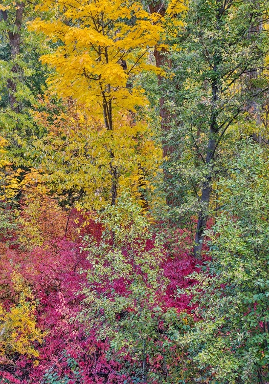 Picture of USA- WASHINGTON STATE. COTTONWOODS AND WILD DOGWOOD ALONG PESHASTIN CREEK- OFF OF HIGHWAY 97