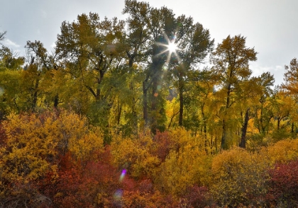 Picture of USA- WASHINGTON STATE. COTTONWOODS AND WILD DOGWOODS TREES IN AUTUMN COLOR.