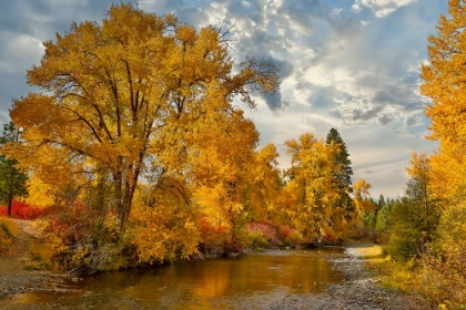 Picture of USA- WASHINGTON STATE. COTTONWOODS AND WILD DOGWOODS TREES IN AUTUMN COLOR ALONG THE YAKIMA RIVER