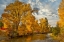 Picture of USA- WASHINGTON STATE. COTTONWOODS AND WILD DOGWOODS TREES IN AUTUMN COLOR ALONG THE YAKIMA RIVER