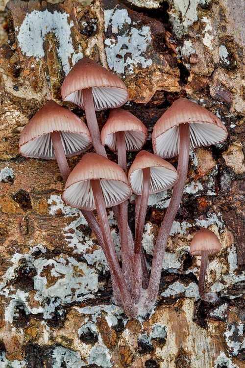 Picture of USA- WASHINGTON STATE- SAMMAMISH. MUSHROOMS GROWING ON FALL ALDER TREE LOG