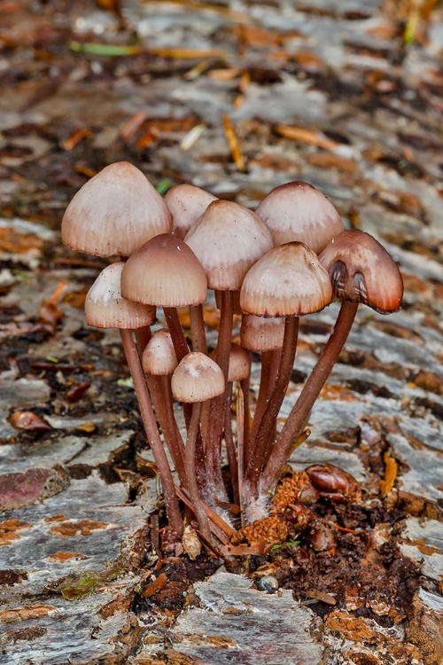 Picture of USA- WASHINGTON STATE- SAMMAMISH. MUSHROOMS GROWING ON FALL ALDER TREE LOG