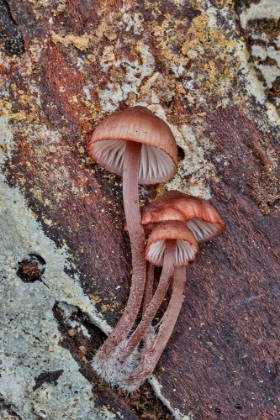 Picture of USA- WASHINGTON STATE- SAMMAMISH. MUSHROOMS GROWING ON FALL ALDER TREE LOG