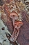 Picture of USA- WASHINGTON STATE- SAMMAMISH. MUSHROOMS GROWING ON FALL ALDER TREE LOG