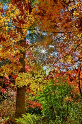 Picture of USA- WASHINGTON STATE- SEATTLE- WASHINGTON ARBORETUM WITH FALL COLOR ON JAPANESE MAPLE TREES