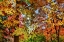 Picture of USA- WASHINGTON STATE- SEATTLE- WASHINGTON ARBORETUM WITH FALL COLOR ON JAPANESE MAPLE TREES