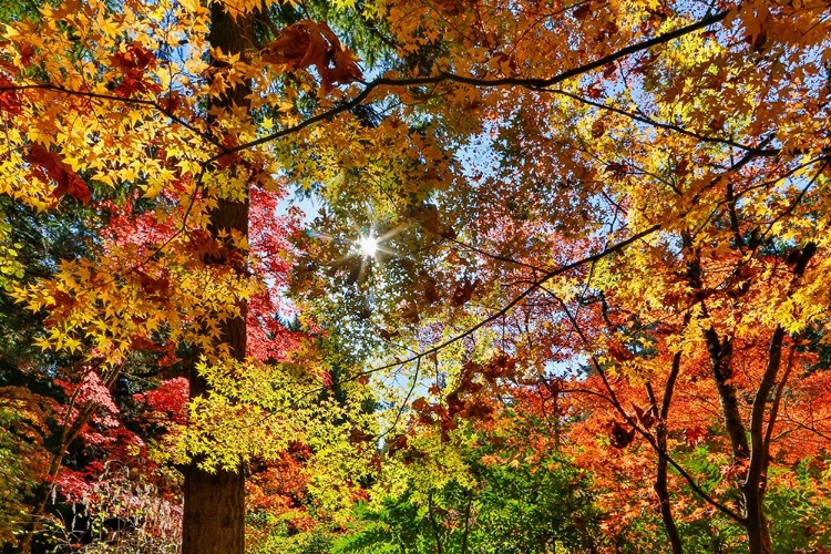 Picture of USA- WASHINGTON STATE- SEATTLE- WASHINGTON ARBORETUM WITH FALL COLOR ON JAPANESE MAPLE TREES