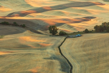 Picture of USA- WASHINGTON STATE- WHITMAN COUNTY- PALOUSE. ROLLING FIELDS AND HILLS NEAR STEPTOE BUTTE.