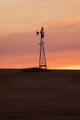 Picture of USA- WASHINGTON STATE- WHITMAN COUNTY- PALOUSE