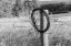 Picture of USA- WASHINGTON STATE- WHITMAN COUNTY- PALOUSE. BARBED WIRE FENCE POSTS.