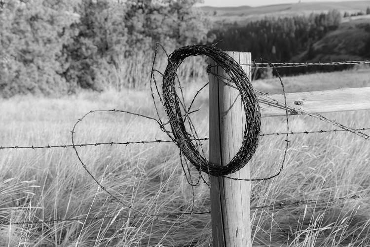 Picture of USA- WASHINGTON STATE- WHITMAN COUNTY- PALOUSE. BARBED WIRE FENCE POSTS.