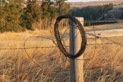 Picture of USA- WASHINGTON STATE- WHITMAN COUNTY- PALOUSE. BARBED WIRE FENCE POSTS.