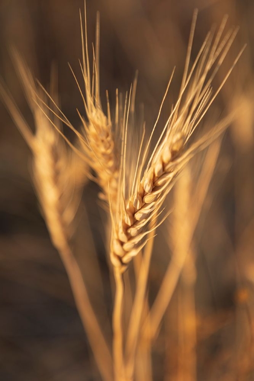 Picture of USA- WASHINGTON STATE- WHITMAN COUNTY- PALOUSE. WHEAT.