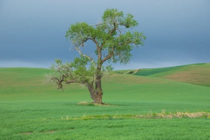 Picture of USA- WASHINGTON STATE- WHITMAN COUNTY- PALOUSE. SOLITARY TREE.