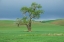Picture of USA- WASHINGTON STATE- WHITMAN COUNTY- PALOUSE. SOLITARY TREE.