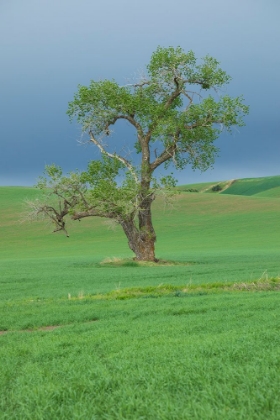 Picture of USA- WASHINGTON STATE- WHITMAN COUNTY- PALOUSE