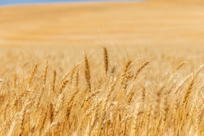 Picture of USA- WASHINGTON STATE- WHITMAN COUNTY- PALOUSE. WHEAT FIELDS.