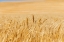 Picture of USA- WASHINGTON STATE- WHITMAN COUNTY- PALOUSE. WHEAT FIELDS.