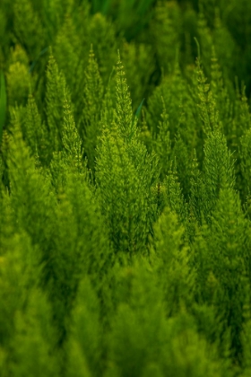 Picture of USA- WASHINGTON STATE- WHITMAN COUNTY- PALOUSE. GREEN PLANTS.