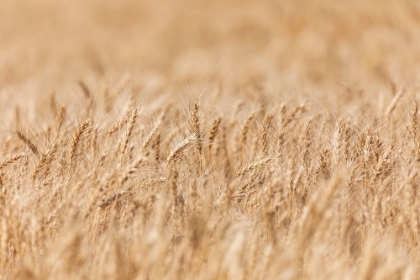 Picture of USA- WASHINGTON STATE- WHITMAN COUNTY- PALOUSE. WHEAT FIELDS.