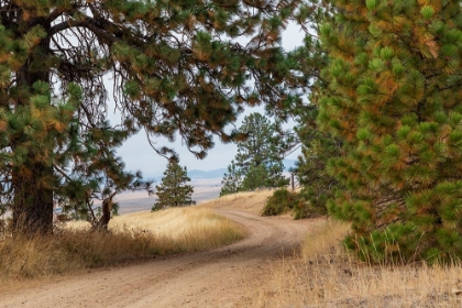 Picture of USA- WASHINGTON STATE- WHITMAN COUNTY- PALOUSE. PINE TREES ALONG DIRT ROAD NEAR FARMINGTON.