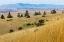 Picture of USA- WASHINGTON STATE- WHITMAN COUNTY- PALOUSE. FIELDS OF WHEAT NEAR FARMINGTON.