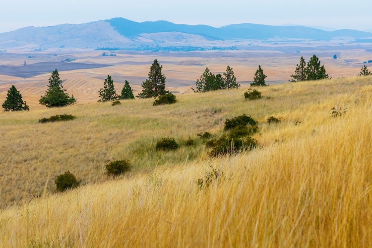 Picture of USA- WASHINGTON STATE- WHITMAN COUNTY- PALOUSE. FIELDS OF WHEAT NEAR FARMINGTON.