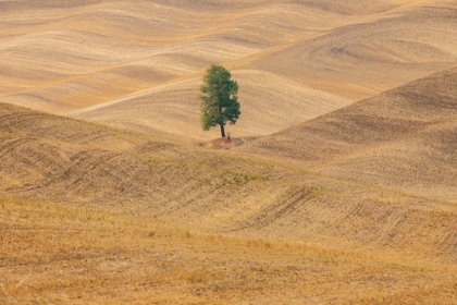 Picture of USA- WASHINGTON STATE- WHITMAN COUNTY- PALOUSE. LONE TREE IN ROLLING FIELD.