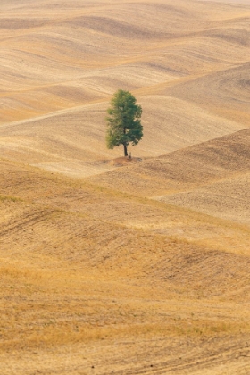 Picture of USA- WASHINGTON STATE- WHITMAN COUNTY- PALOUSE. LONE TREE IN ROLLING FIELD.