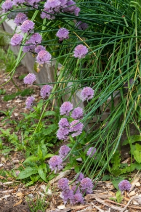 Picture of ISSAQUAH- WASHINGTON STATE- USA. OVER-WINTERED CHIVE PLANTS IN BLOSSOM