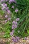 Picture of ISSAQUAH- WASHINGTON STATE- USA. OVER-WINTERED CHIVE PLANTS IN BLOSSOM