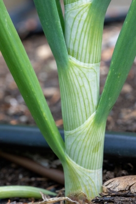 Picture of ISSAQUAH- WASHINGTON STATE- USA. CLOSE-UP OF AN ONION STALK