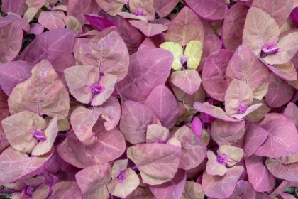 Picture of ISSAQUAH- WASHINGTON STATE- USA. RED ORACH OR PURPLE MOUNTAIN SPINACH PLANTS