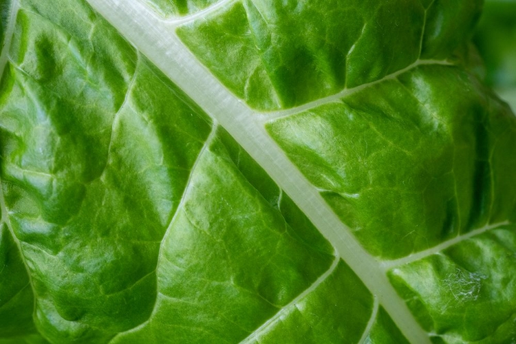 Picture of ISSAQUAH- WASHINGTON STATE- USA. CLOSE-UP OF FORDHOOK GIANT SWISS CHARD LEAF