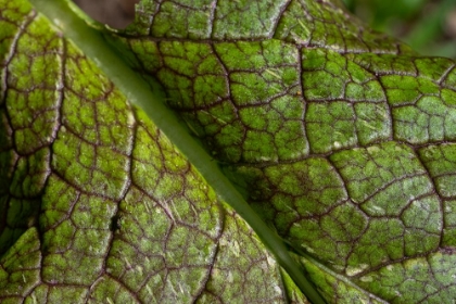 Picture of ISSAQUAH- WASHINGTON STATE- USA. CLOSE-UP OF A MUSTARD GREENS LEAF
