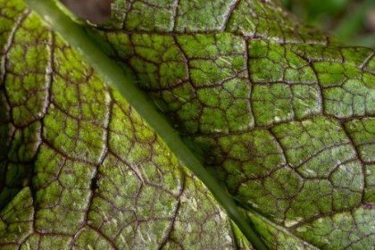 Picture of ISSAQUAH- WASHINGTON STATE- USA. CLOSE-UP OF A MUSTARD GREENS LEAF