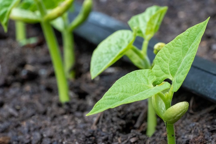 Picture of ISSAQUAH- WASHINGTON STATE- USA. MALIBU POLE BEAN PLANTS GROWN FROM SEED- HAVING JUST EMERGED.