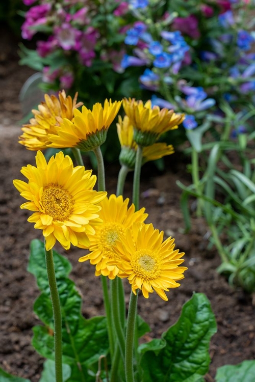 Picture of ISSAQUAH- WASHINGTON STATE- USA. GARVINEA SWEET SMILE GERBER DAISIES (YELLOW FLOWERS).