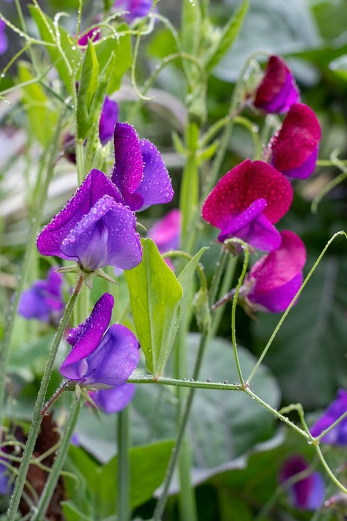 Picture of ISSAQUAH- WASHINGTON STATE- USA. SWEET PEA FLOWERS- ALSO KNOWN AS PERENNIAL PEA OR EVERLASTING PEA